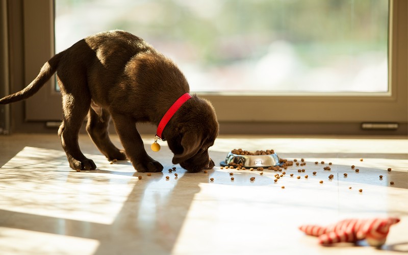 How to transition your pet’s diet safely: A step-by-step guide